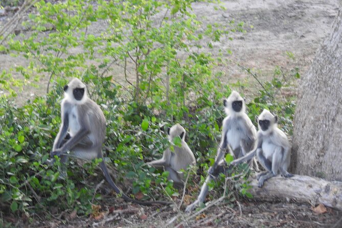 Special Leopard Safari -Pick up and Drop Ella, Tangalle, Mirissa - Traveler Photos and Reviews