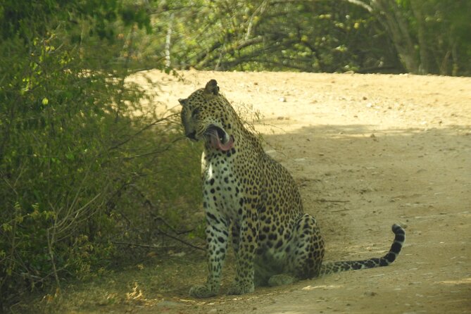 Special Leopard Safari -Pick up and Drop Ella, Tangalle, Mirissa - Price and Booking Details