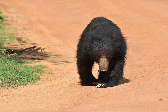 Special Leopard Safari Tour in Yala National Park by Malith & the Team - Safari Tour Highlights