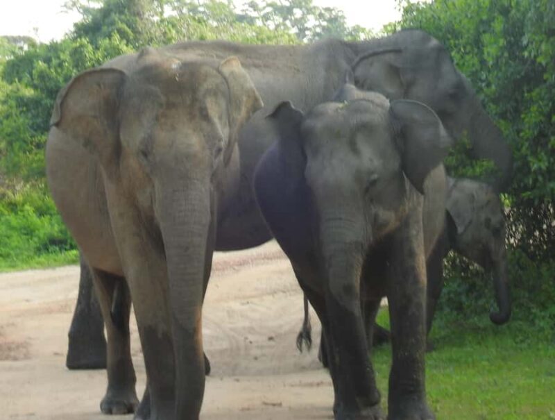 Special leopard safari with breakfast - Janaka safari - A Genuine Look into the Special Leopard Safari with Breakfast by Janaka Safari