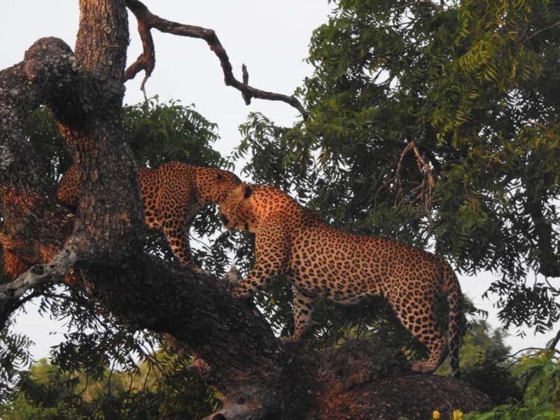 Special leopard safari with breakfast - Janaka safari - Good To Know