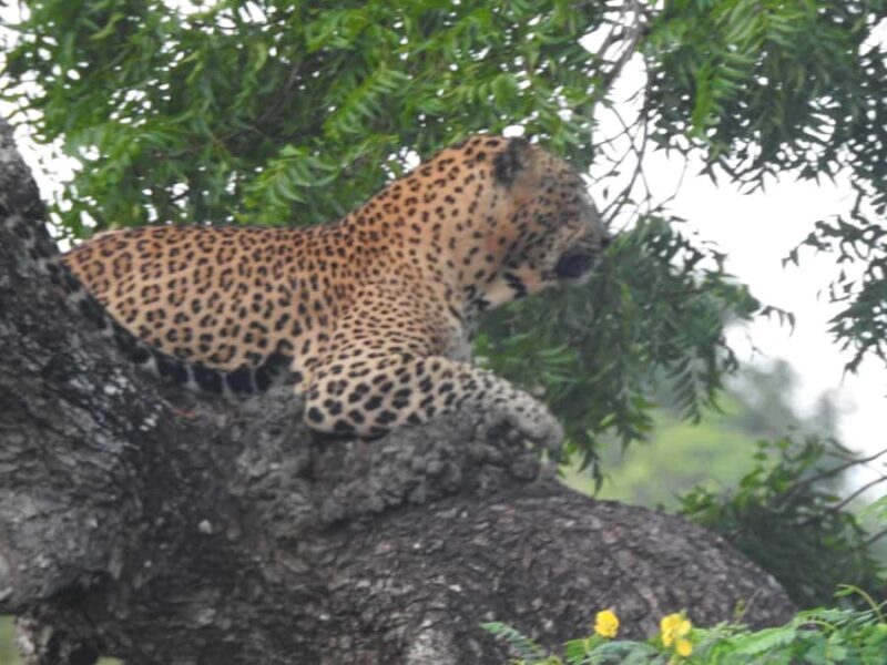 Special leopard safari with breakfast - Janaka safari - Practical Details & Booking Insights