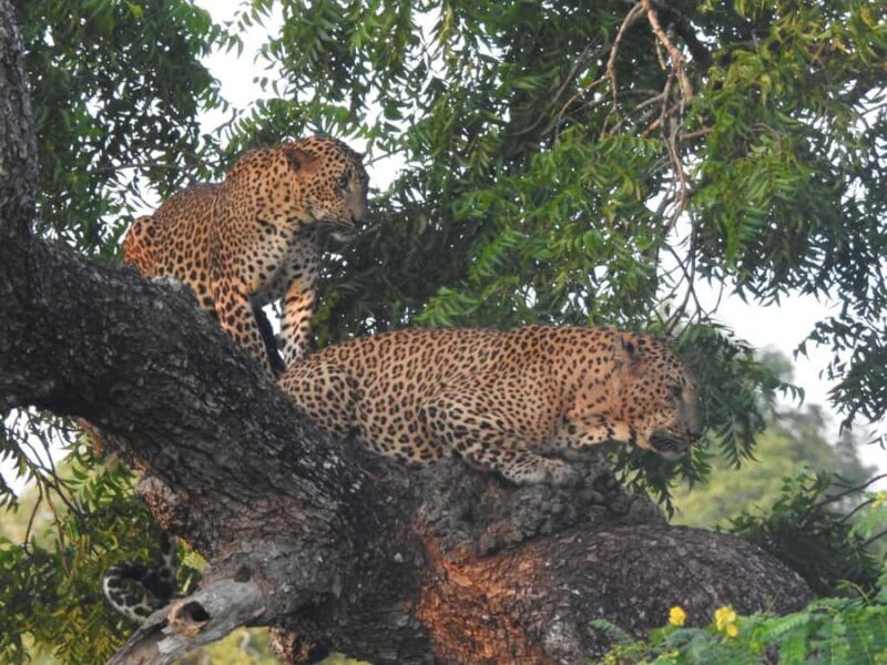 Special leopard safari with breakfast - Janaka safari - What Makes Janaka Safari Stand Out?