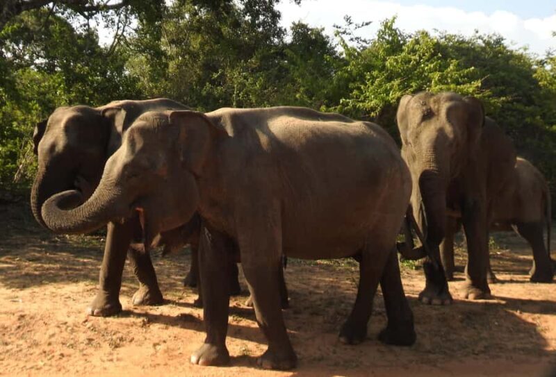 Special leopard safari with breakfast - Janaka safari - Important Considerations