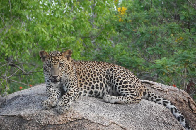 Special Leopards safari - Yala National park - 04.30 am to 11.30 am - Why This Safari Stands Out
