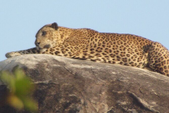 Special Leopards safari - Yala National park - 04.30 am to 11.30 am - The Sum Up: Is This Tour Worth It?