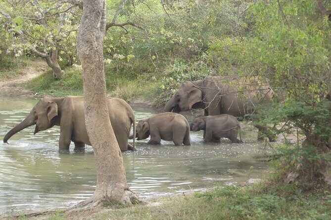 Special Leopards safari - Yala National park - 04.30 am to 11.30 am - The Benefits of a Small Group Safari