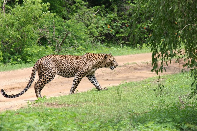 Special Leopards Safari - Yala National Park - 04.30 Am to 11.30 Am - Overview of Yala National Park