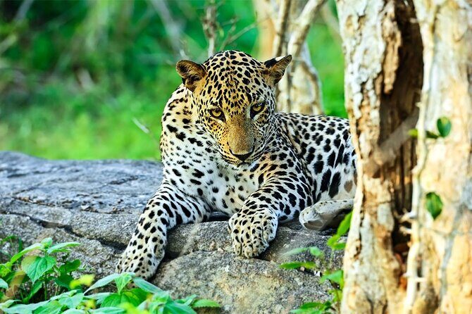 Special Leopards Safari Yala National Park - 04:30 AM to 11:30 AM - Good To Know