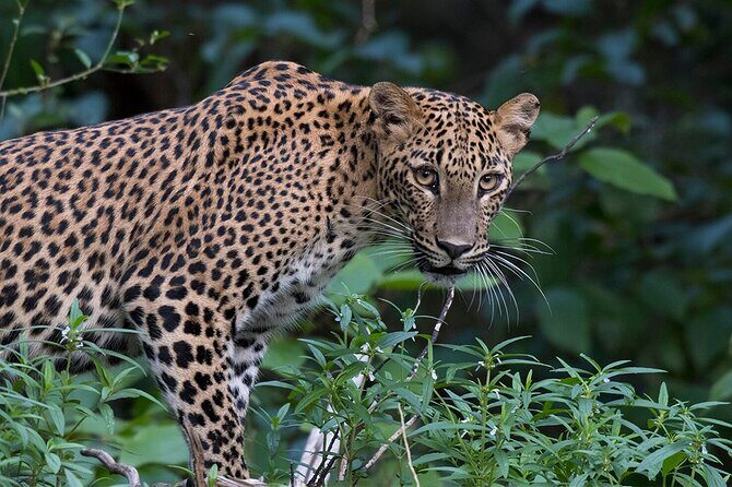Special Leopards Safari Yala National Park - 04:30 AM to 11:30 AM - The Final Verdict