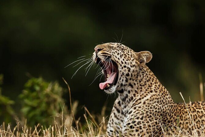 Special Leopards Safari Yala National Park - 04:30 AM to 11:30 AM - Exploring the Special Leopards Safari at Yala National Park
