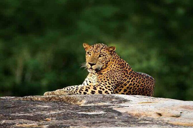 Special Leopards Safari Yala National Park - 04:30 AM to 11:30 AM - The Sum Up