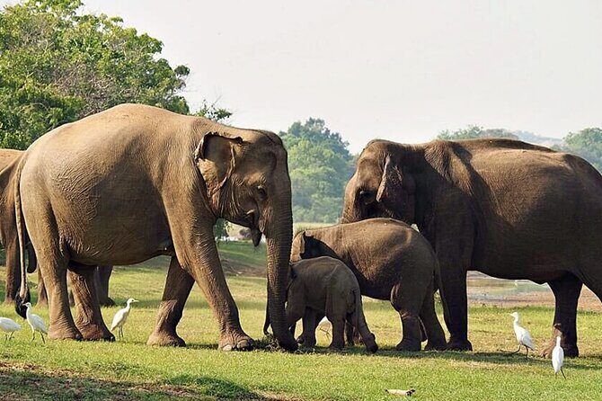 Special Leopards Safari Yala National Park - 04:30 AM to 11:30 AM - Frequently Asked Questions (FAQs)