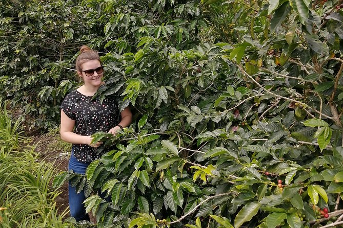 Specialty Coffee 101, History - Processing - Professional Cupping and More! - Origins of Specialty Coffee
