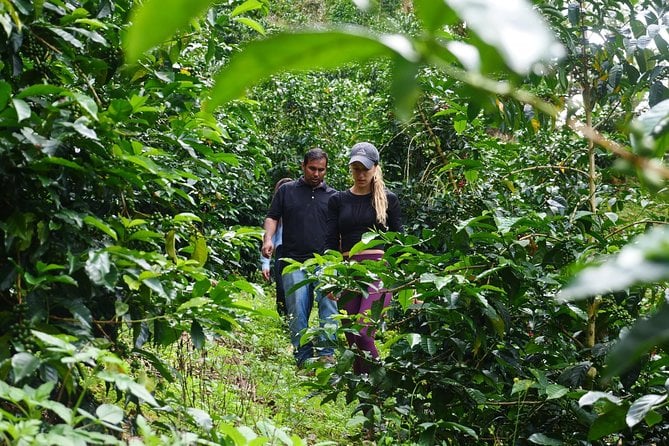 Specialty Coffee 101, History - Processing - Professional Cupping and More! - Coffee Processing Techniques