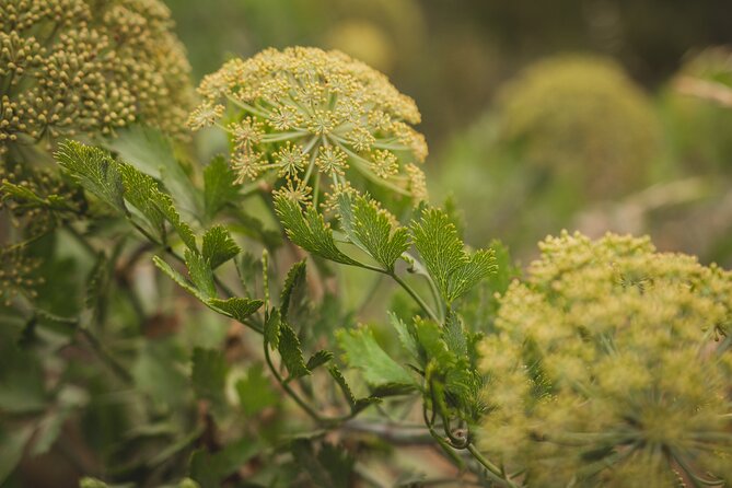 Spectacular Table Mountain Hike - India Venster - What to Bring
