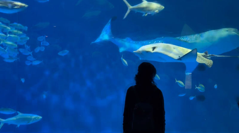 Spectrum of the Seas, Caribbean: Cruise shore excursion day trip/Kagoshima Port/Sakurajima/Aquarium/Sengan-en/Tenmonkan Street/Seamless port transfer for shore excursions/Chinese-speaking tour guide - Tenmonkan: lunch, local flavors and free time