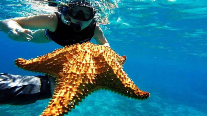 Speed Boat & Snorkel, Jungle Adventure in Cancun - Competitive Pricing and Inclusions