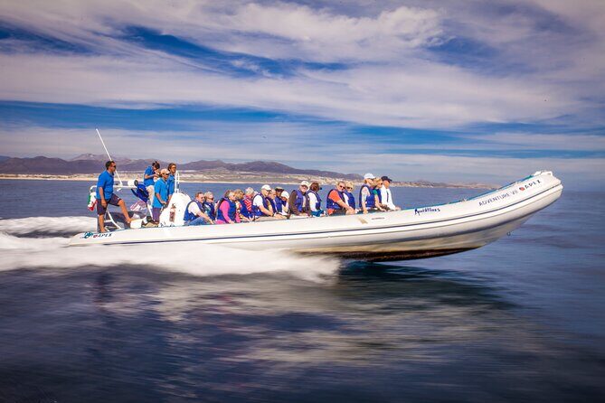 Speed Boat Whale Watching Tour - Who Should Consider This Tour?