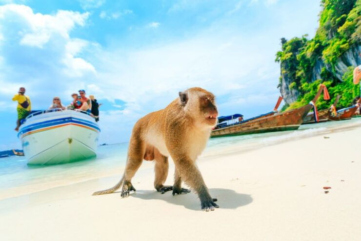 Speedboat to Phi Phi, Maya Bay & Bamboo Island From Krabi - Booking and Cancellation Policies
