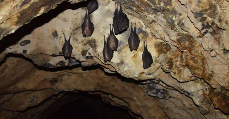 Speleology in the Arouca Geoparks Tungsten Mines - Booking Information