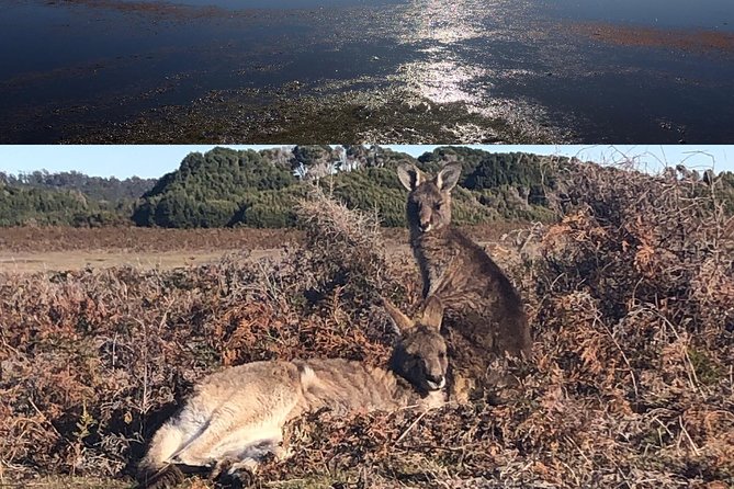 Spend a Day in One of Tasmanias Best Wildlife National Parks - Guided Bushwalks for Wildlife Enthusiasts