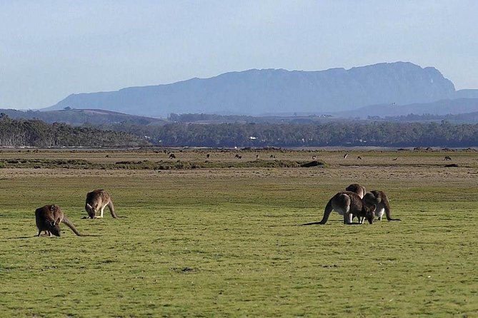 Spend a Day in One of Tasmanias Best Wildlife National Parks - Essential Gear Included for a Comfortable Hiking Experience