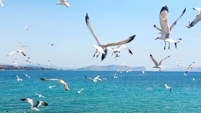 Spetses Island: Full Day Trip from Athens with Swimming - Analyzing the Value