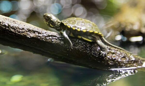 Speyer: SEA LIFE Behind the Scenes Tour - Tips for a Great Experience