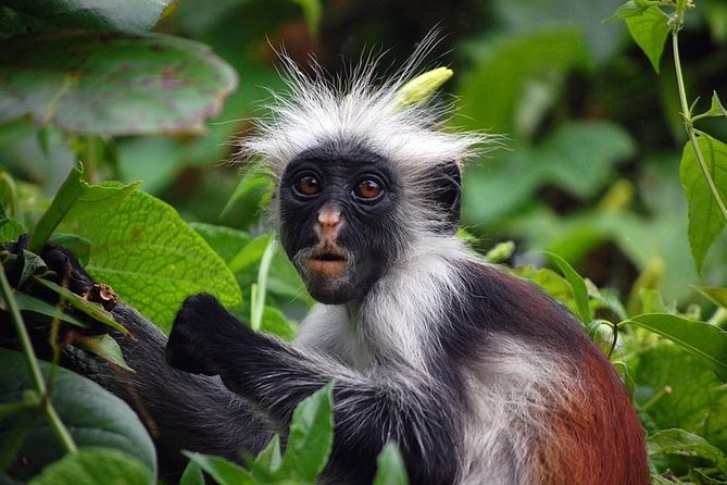 Spice Farm Tour and Jozani Forest - Private Trip - Booking Details