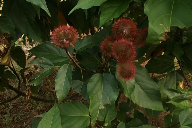 Spice Farm Tour and Jozani Forest - Private Trip - What to Expect