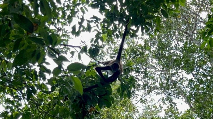 Spider Monkey at Punta Laguna - Activity Details