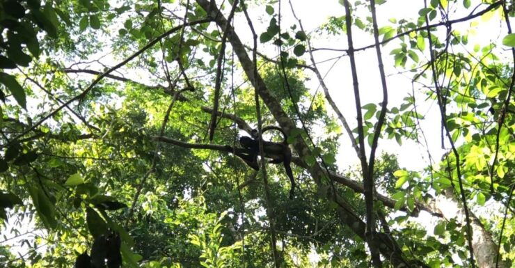 Spider Monkey at Punta Laguna - Experience Highlights