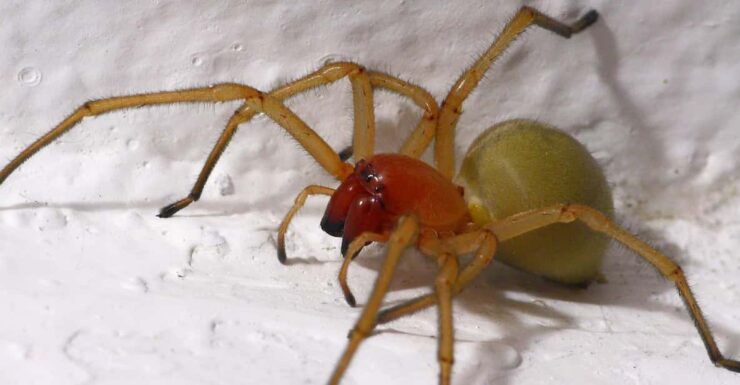 SPIDERS - WATCHING - Good To Know