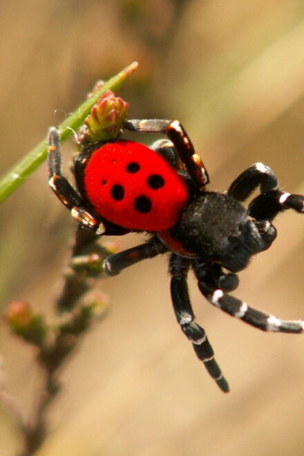 SPIDERS - WATCHING - Accessibility Features