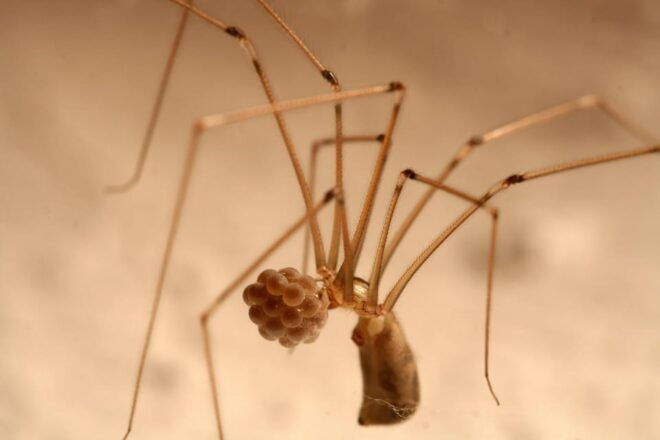 SPIDERS - WATCHING - Booking Information