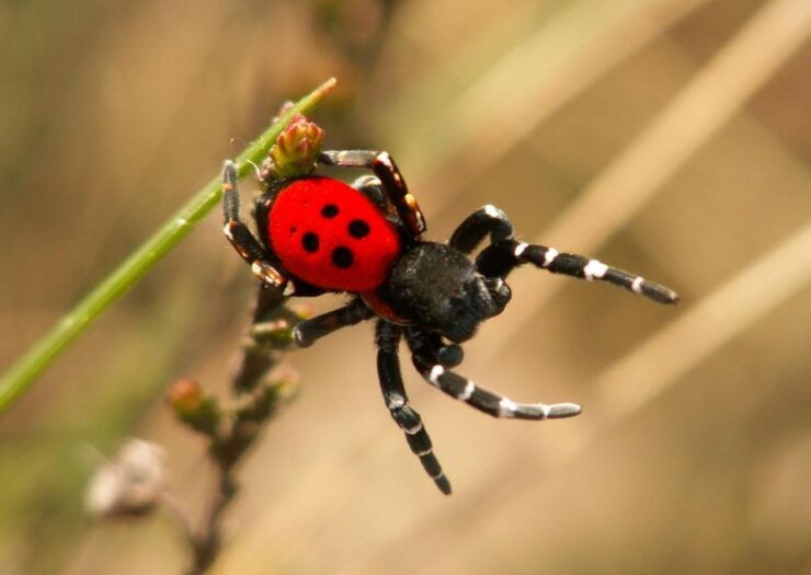 SPIDERS - WATCHING - Plan for the Excursion