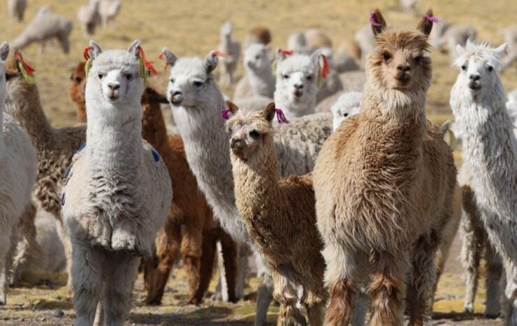Spinning Class With Alpaca Wool - Activity Details