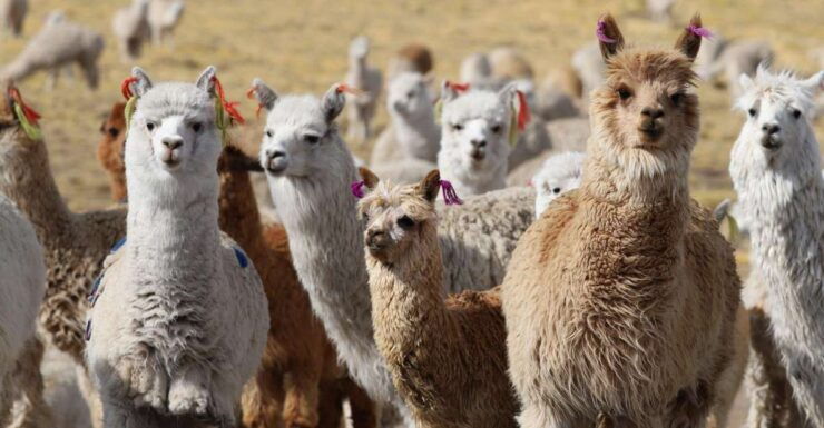 Spinning Class With Alpaca Wool - Experience Highlights