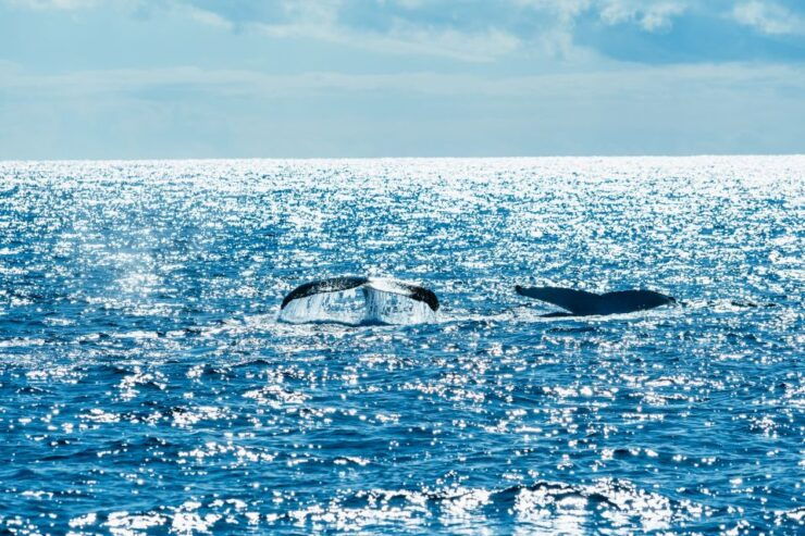 Spirit of Gold Coast 2.5-Hour Whale Watching Tour - Tour Overview