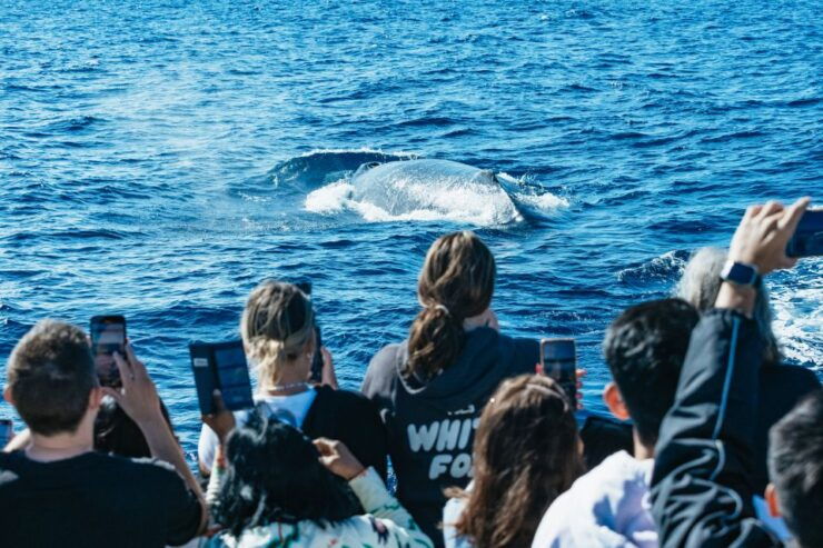 Spirit of Gold Coast 2.5-Hour Whale Watching Tour - Booking and Logistics