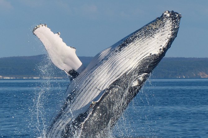 Spirit of Hervey Bay Whale Watching Cruise - Logistics and Pickup