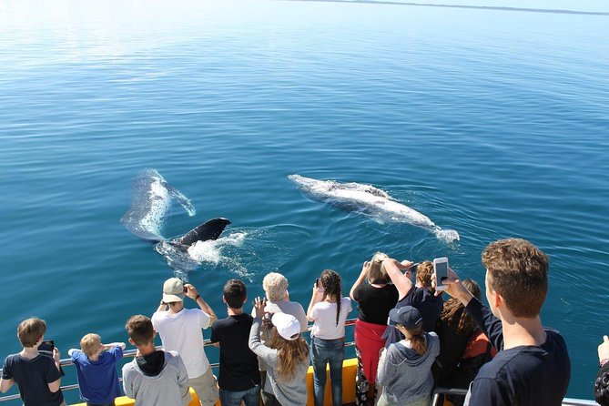 Spirit of Hervey Bay Whale Watching Cruise - Tour Experience