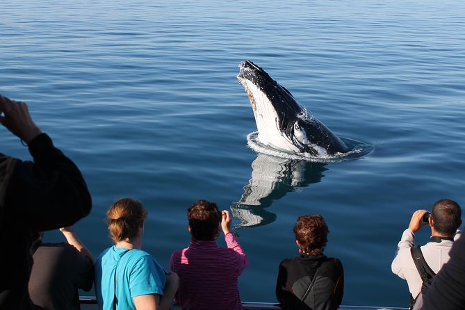 Spirit of Hervey Bay Whale Watching Cruise - Additional Information and Reviews