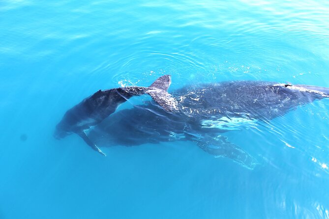 Spirit of Hervey Bay Whale Watching Cruise - Select Date and Travelers