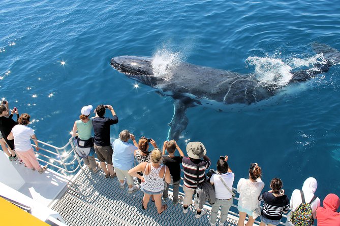 Spirit of Hervey Bay Whale Watching Cruise - Check Availability