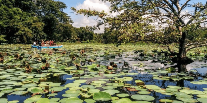 Splendors of Sigiriya: All-Inclusive Private Journey - Local Cultural Experience
