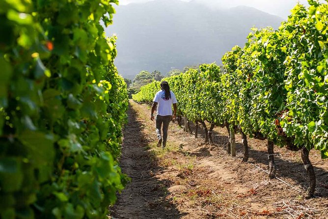 Splendour in the Winelands - Private Tour - Wine Tasting Experience