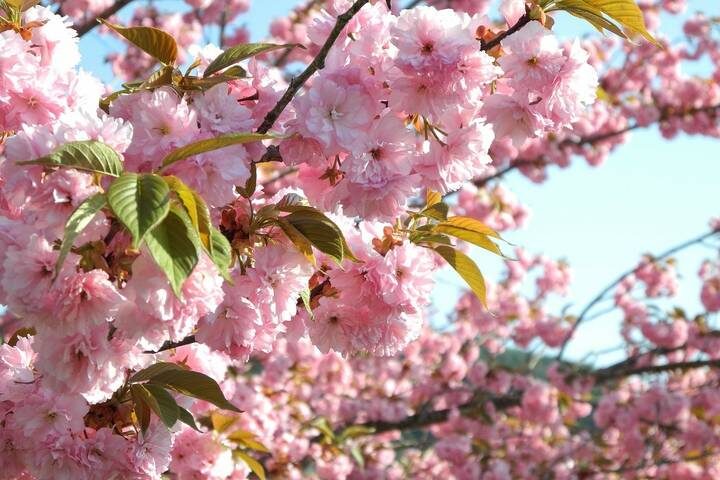 Splendours of Japan (Takayama, Takayama Festival) 9-Day Tour by Trafalgar - Takayama’s old streets and festival craft