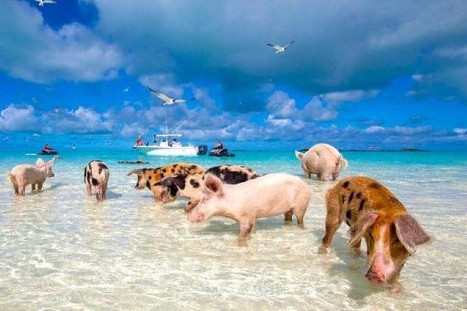 Split Cruise to Grand Bahamas - Cruise Departure Details